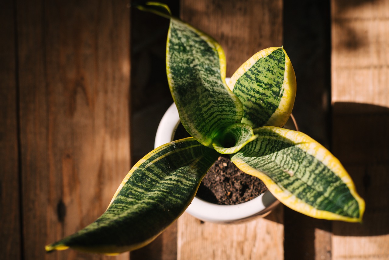 Propagating Snake Plants: A Simple Guide to Growing More Green